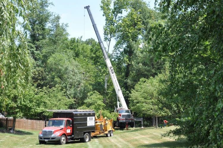 Expert Tree Thinning in Sterling, VA: Protecting the Health and Safety of Your Landscape