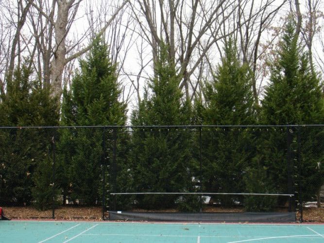 SAB-Landscape-Tree-Service-3