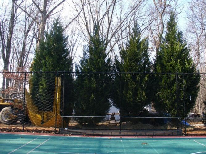 SAB-Landscape-Tree-Service-5