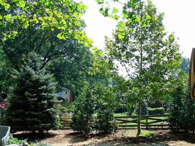 SAB-Landscape-Tree-Service-7