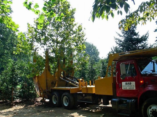 SAB-Landscape-Tree-Service-8 SAB Lawn & landscaping truck transporting a tree