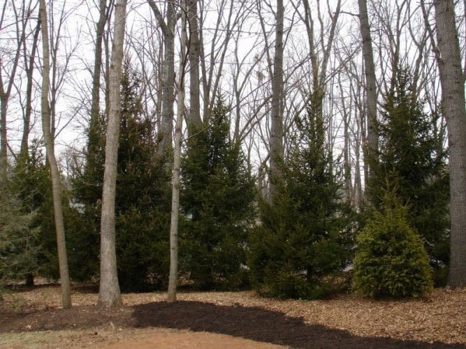 SAB-Landscape-Tree-Service-9