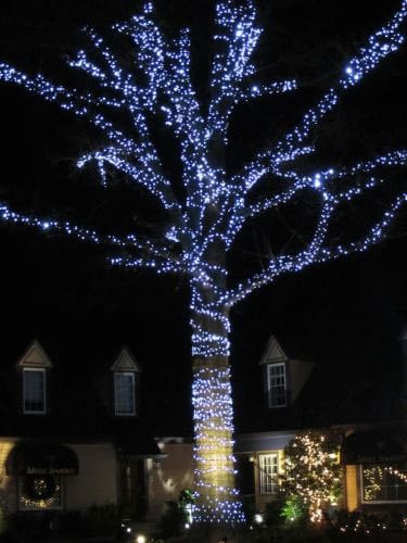 SAB-Landscape-Tree-Service-Christmas-Lights-5
